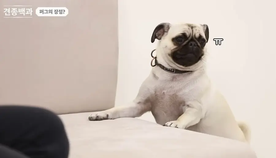 강형욱이 제발 움짤로 만들어달라고 요청한 퍼그의 귀여운 식탐_3.webp