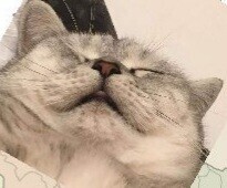 퀴즈) 카리스마 넘치는 고양이의 줄임말은?_1.jpg