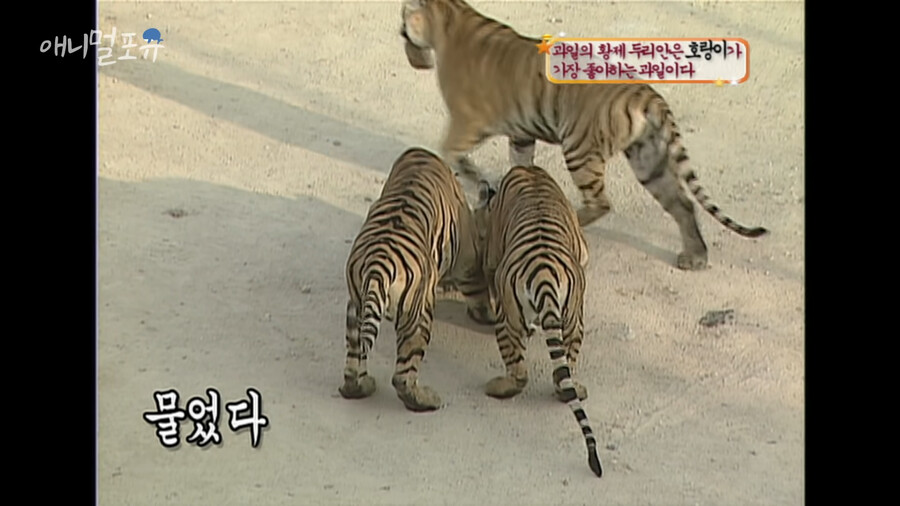 의외로 킹냥이가 환장하는 과일 .jpg_5.png