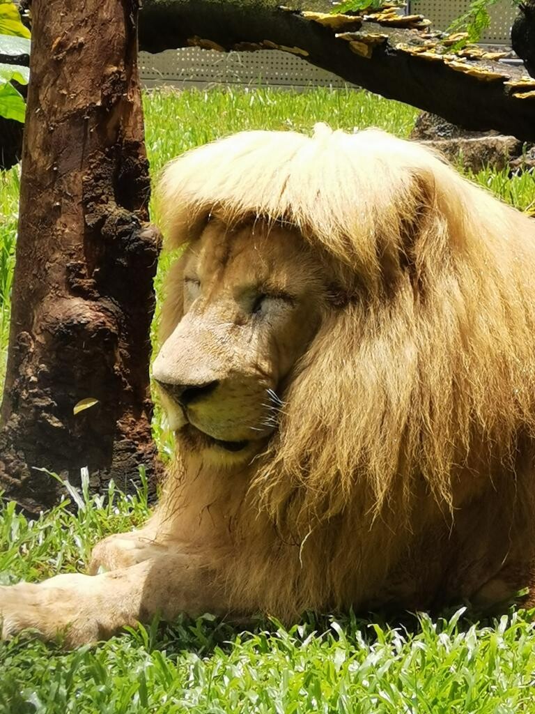 중국 동물원에서 머리 다듬어 줬다는 사자_4.jpg