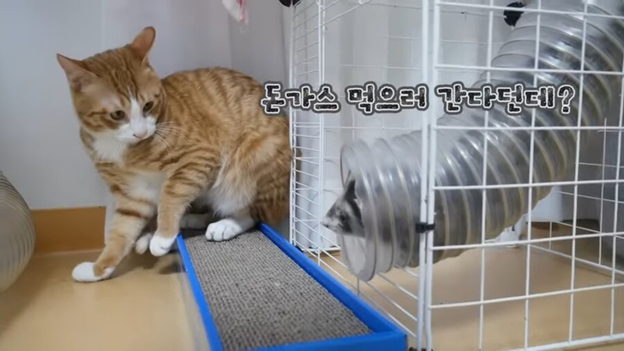 약후) 중성화 수술하고 고장난 고양이_1.jpg