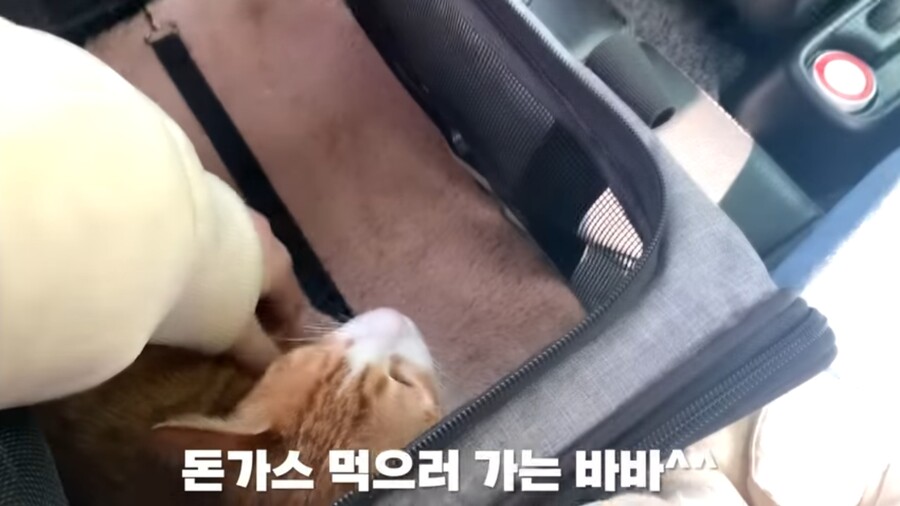 약후) 중성화 수술하고 고장난 고양이_2.jpg