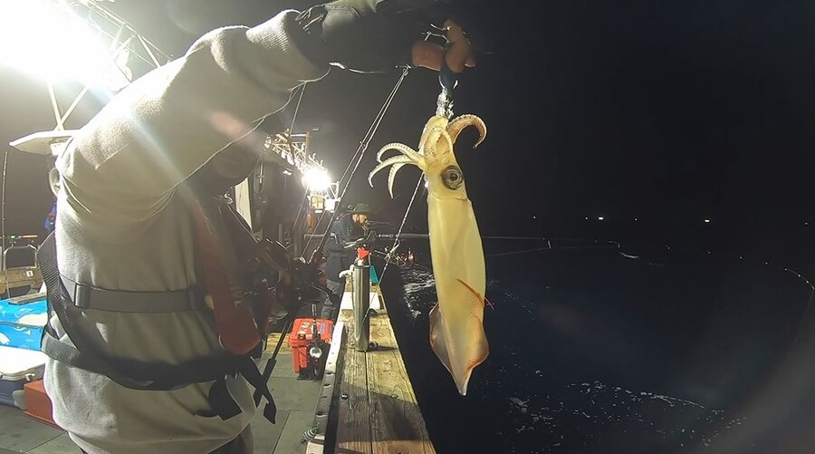 한치 낚시 다녀왔습니다 ( 사진, 영상 있어욜~ )_5.jpg