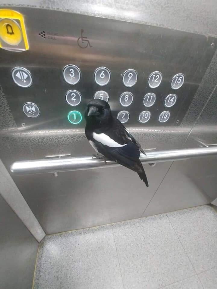 까치 지능 수준_2.jpeg