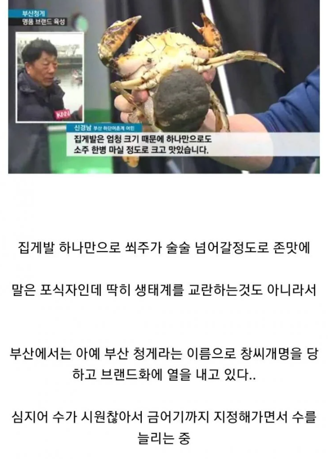 최근에 한반도로 유입된 외래종 근황.jpg_3.png