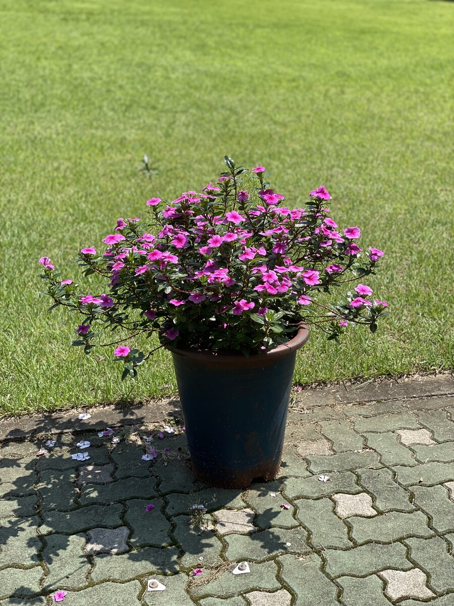 바하 부작용_1.jpeg