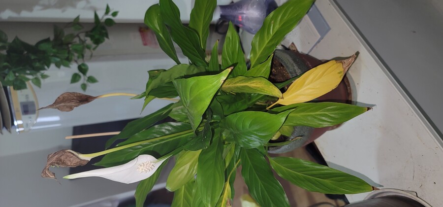 뭐가 잘못된거죠_1.jpg