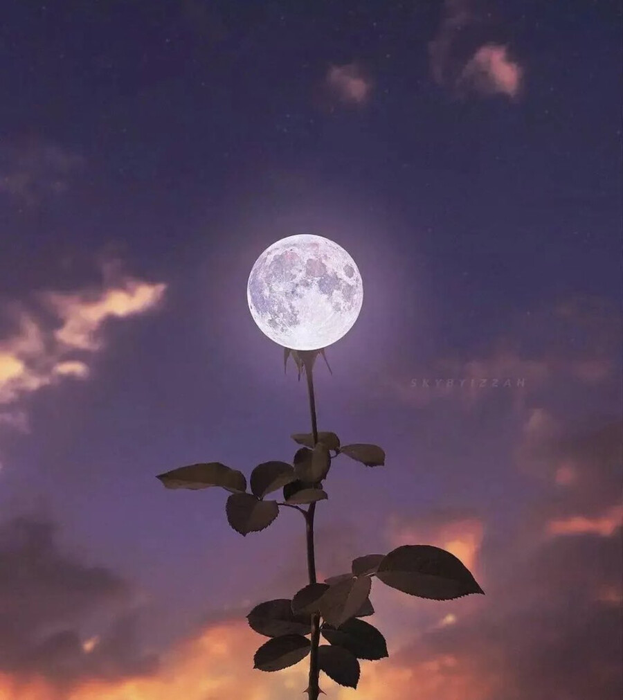 달 꽃