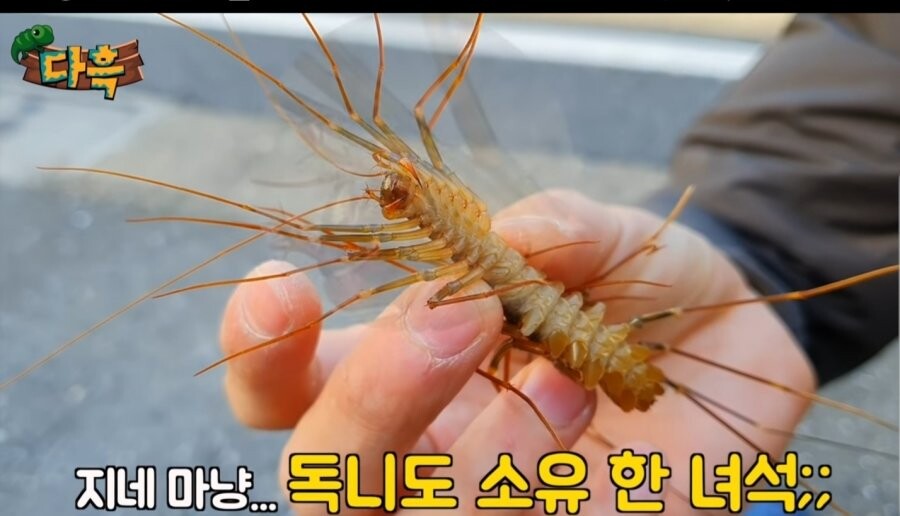 [약혐] 일본에 있는 돈벌레_5.jpg