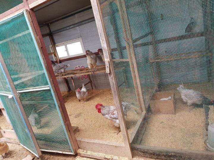 닭장이잔아