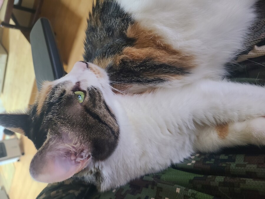 중소기업 고양이 데려오지마라..._3.jpg