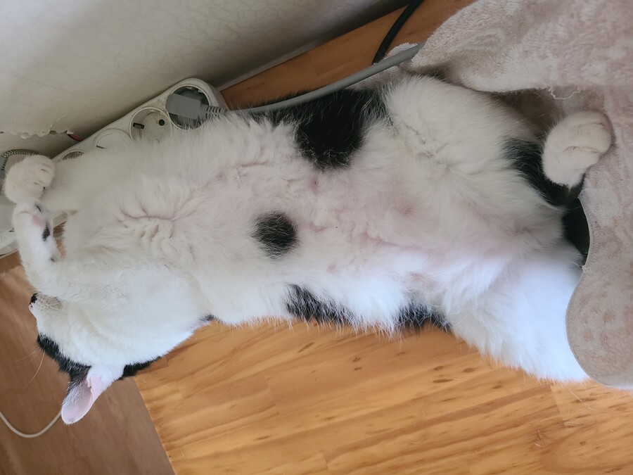 중소기업 고양이 데려오지마라..._2.jpg