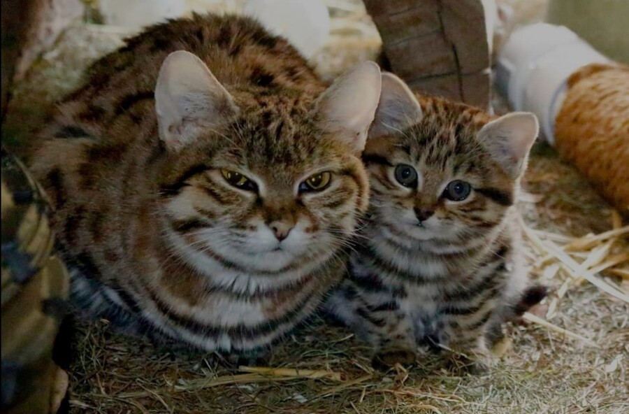 검은발살쾡이보다 귀여운 것 jpg