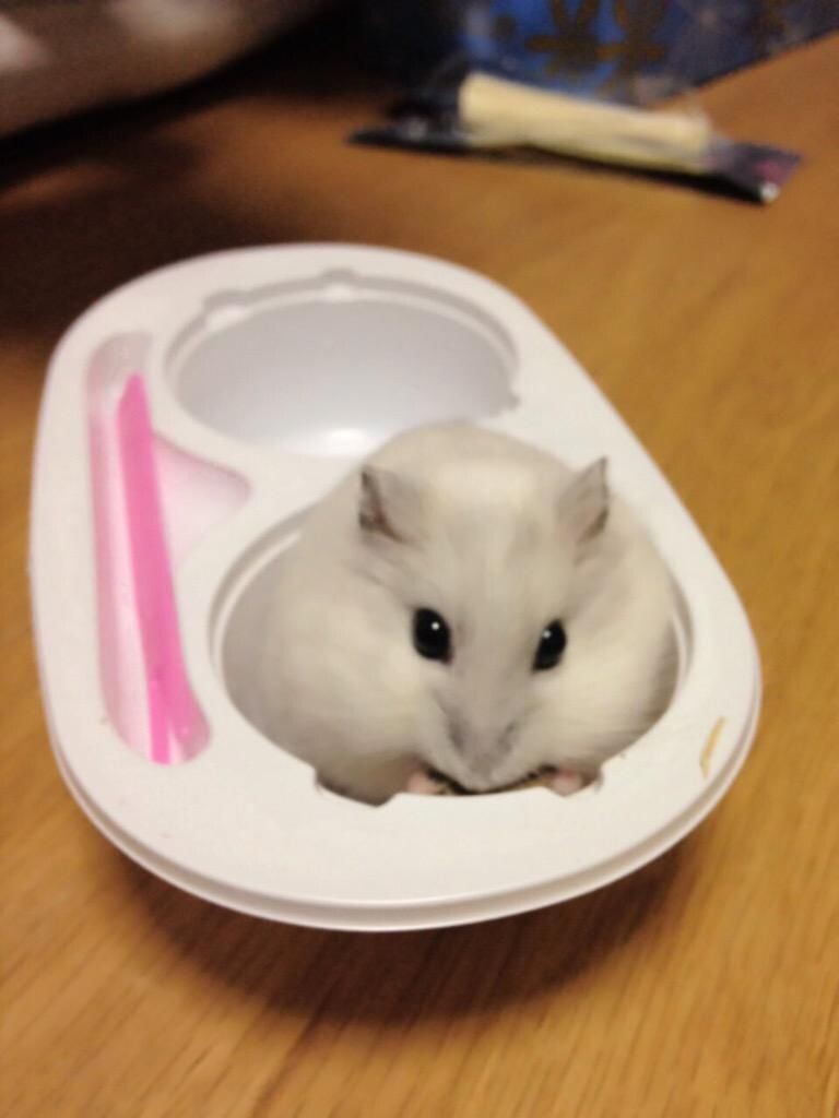 급속한 온난화로 인한 찰떡아이스 근황.jpg_2.jpeg