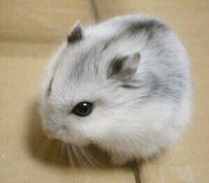 급속한 온난화로 인한 찰떡아이스 근황.jpg_3.jpeg