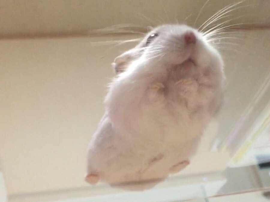 급속한 온난화로 인한 찰떡아이스 근황.jpg_8.png