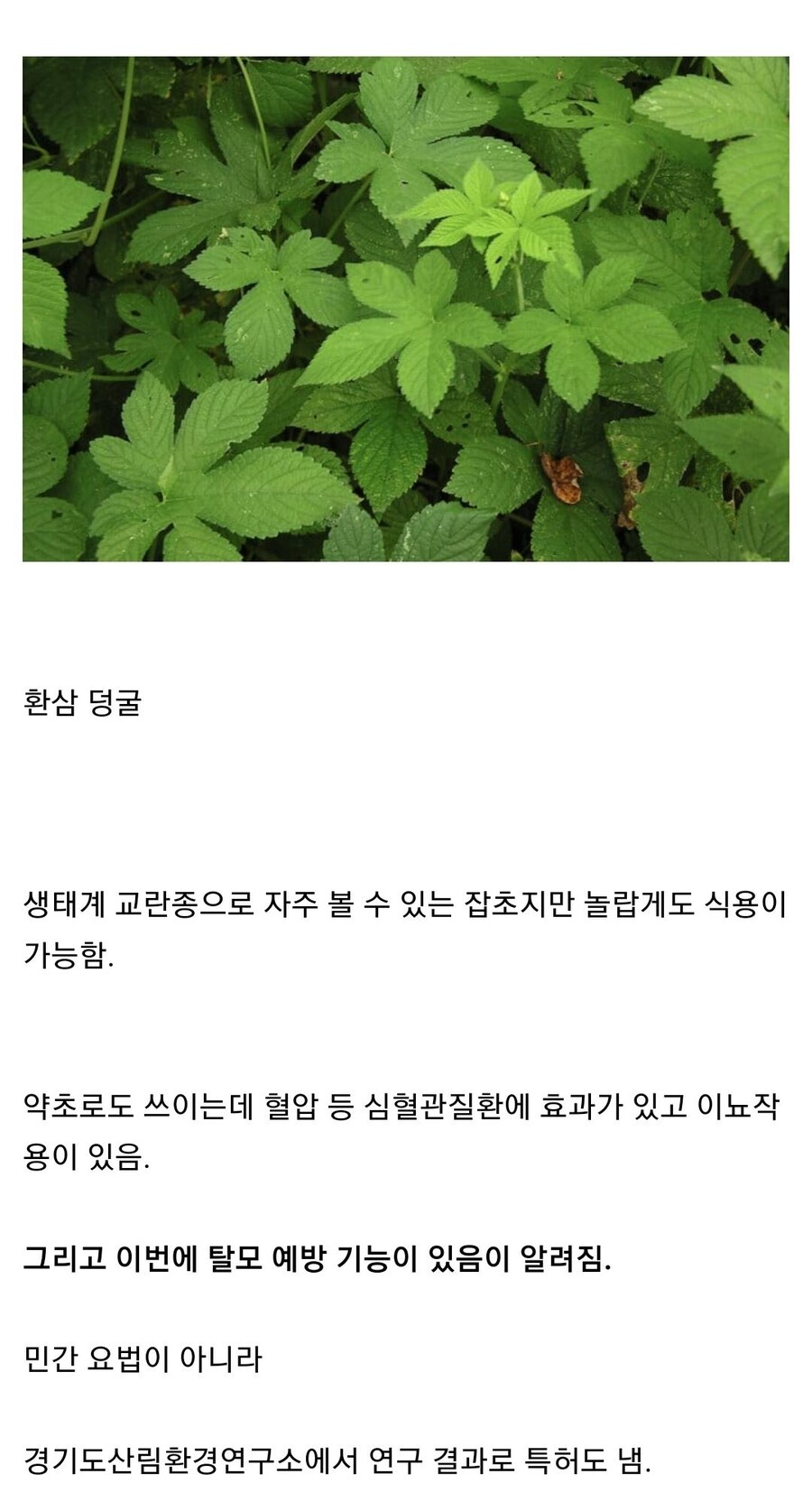 곧 사라질 잡초 환삼 덩굴 정치유머 게시판