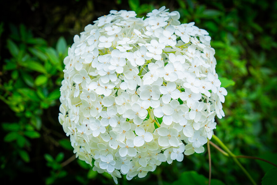 일본 외노자의 1년 기록 (55장)_2.jpg