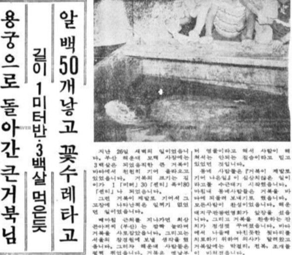 베스트 보고 써보는 해운대 바다거북 출현 썰._2.png