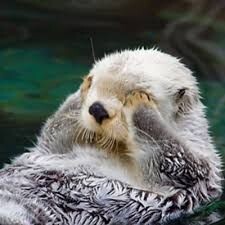 해달짜응 귀염 포인트.gif_2.jpeg