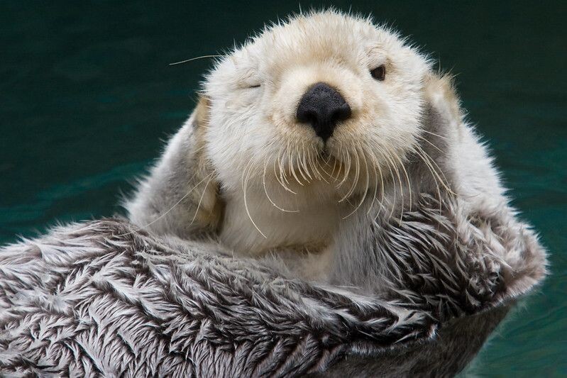 해달짜응 귀염 포인트.gif_3.jpeg