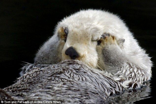 해달짜응 귀염 포인트.gif_5.jpeg