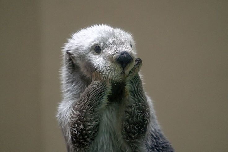 해달짜응 귀염 포인트.gif_6.jpeg