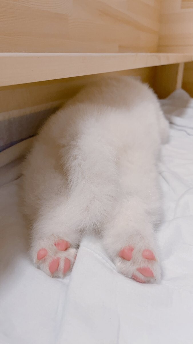 흰색 강아지는 참트루다.gif_1.jpg