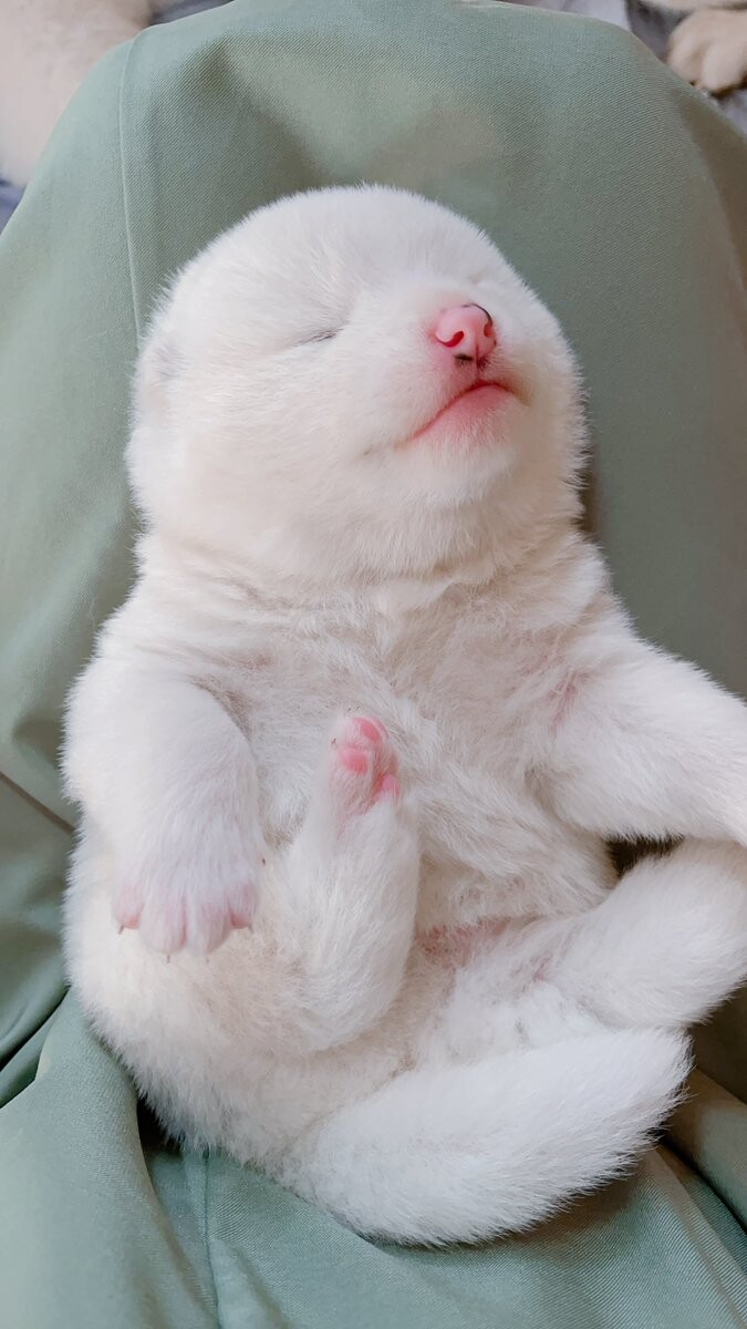 흰색 강아지는 참트루다.gif_2.jpg