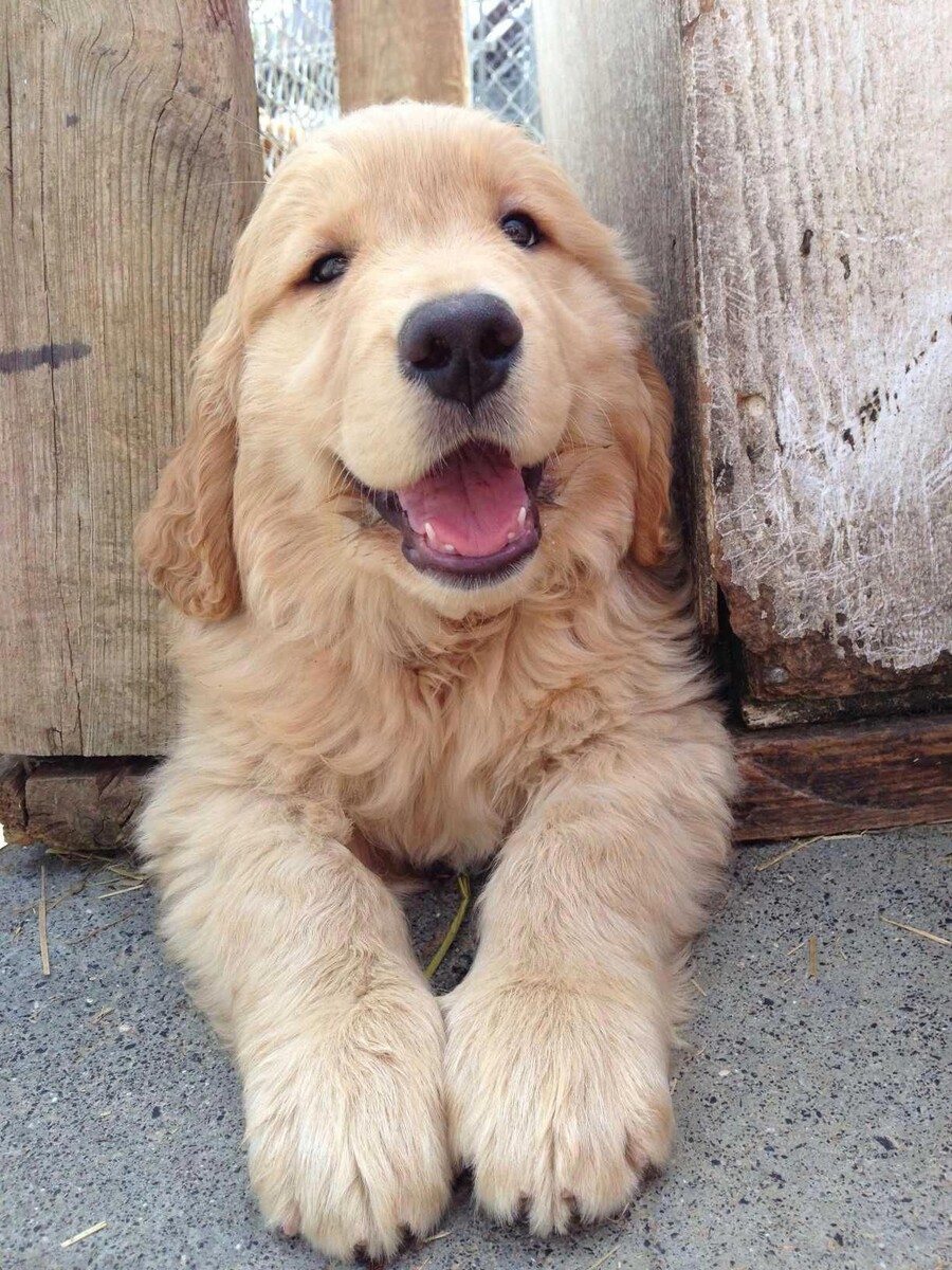 개인 적으로 가장 좋아하는 리트리버 얼굴표정.jpg_6.jpg