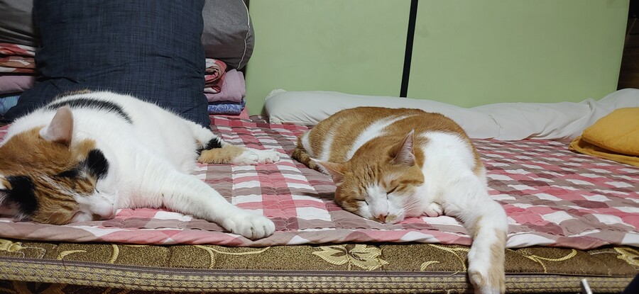 화제의 그것을 달린다!!!_10.jpg