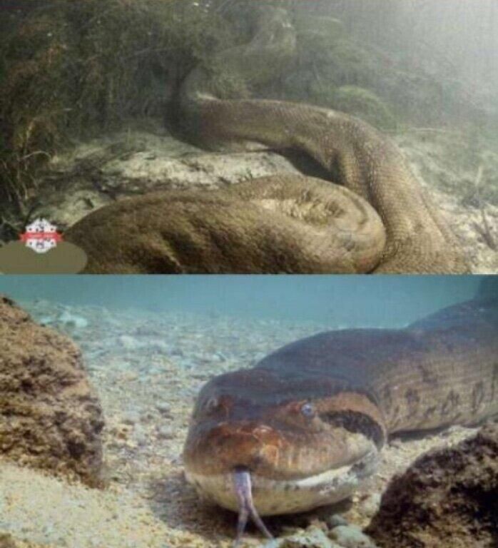 (파충류주의)연봉 1억넘는 사진작가_5.jpg