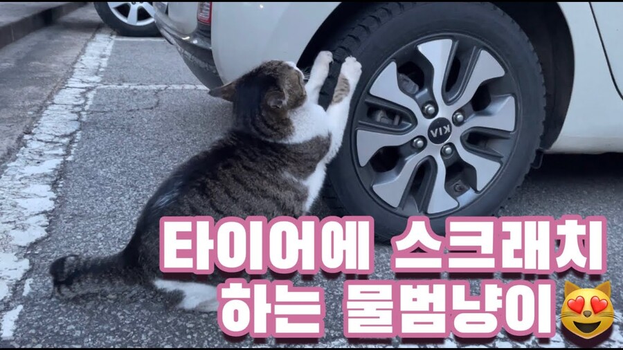 길냥이한테 제일 못참는것.jpg_1.jpeg