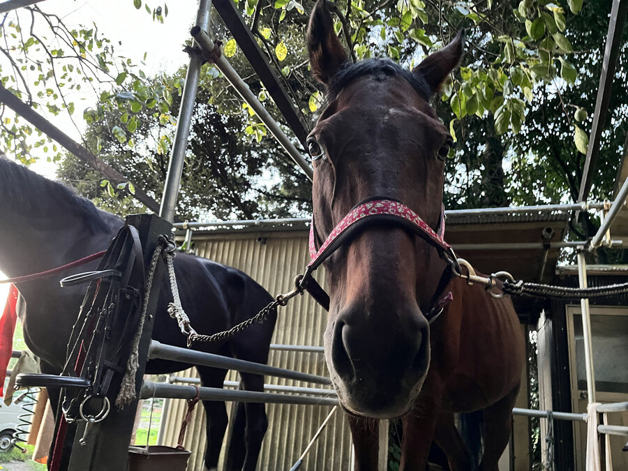 말딸) 하루 우라라 (원본) 근황_1.jpg
