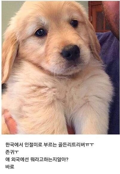 골댕이 "인절미"의 영어권 별명.jpg_1.jpg