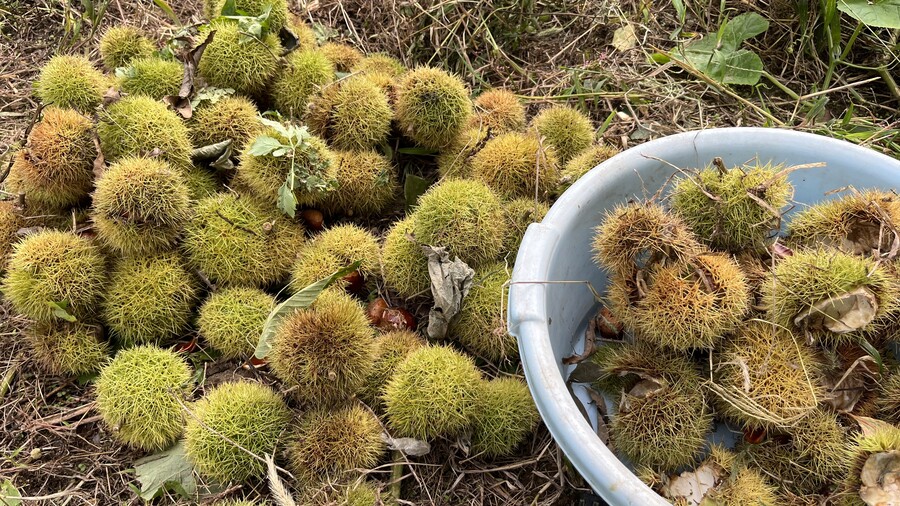 오늘 사냥한 고슴도치(밤)_1.jpeg