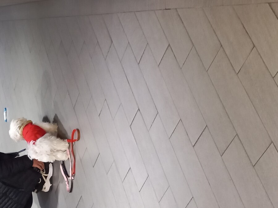 범죄) 엎어져서 안가려는 깽얼쥐_2.jpg