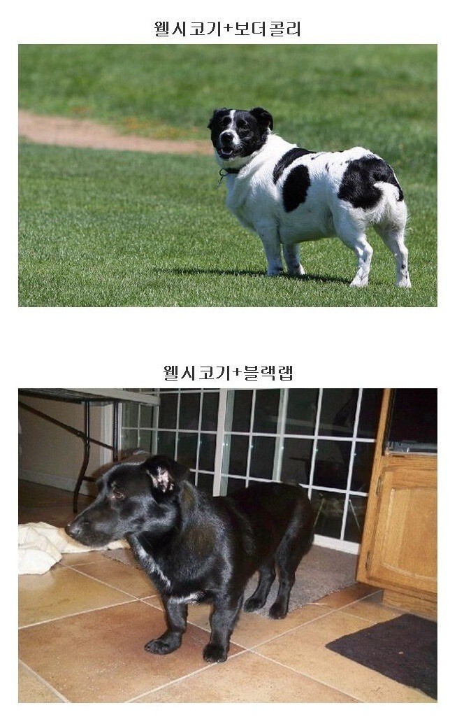 하찮은 웰시코기 유전자 .jpg_2.jpg