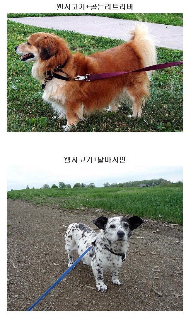 하찮은 웰시코기 유전자 .jpg_3.jpg