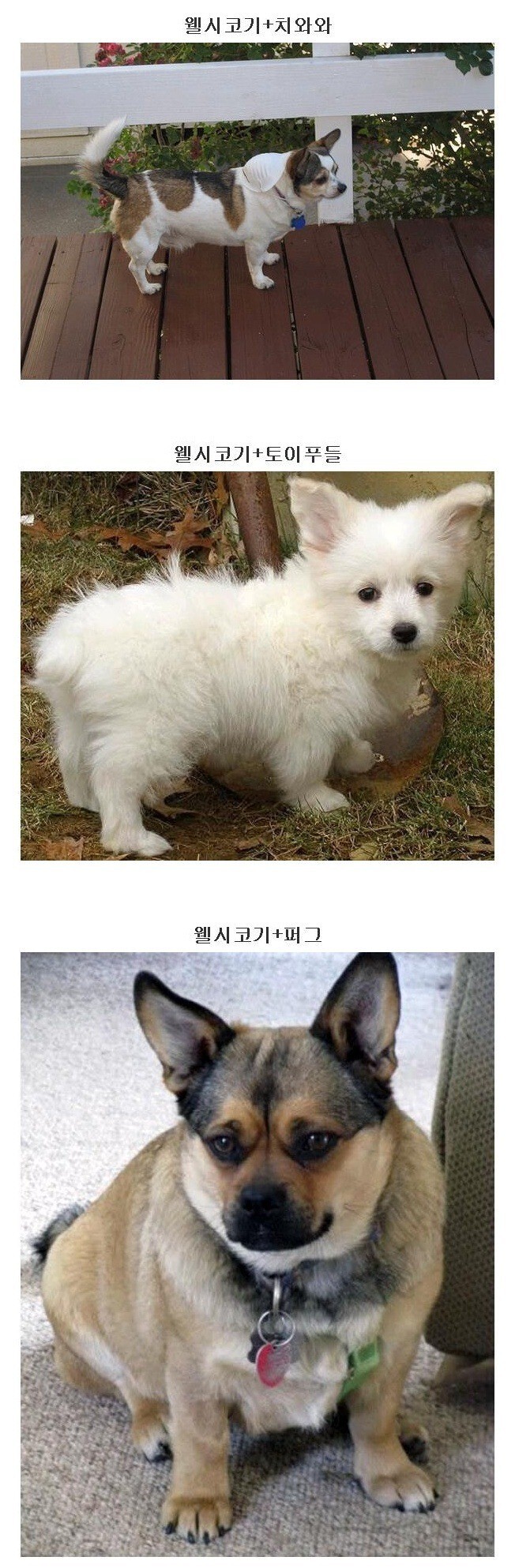 하찮은 웰시코기 유전자 .jpg_4.jpg