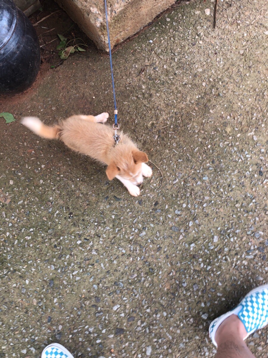 시골 식당에서 강아지를 만남 (귀여워)_1.jpeg