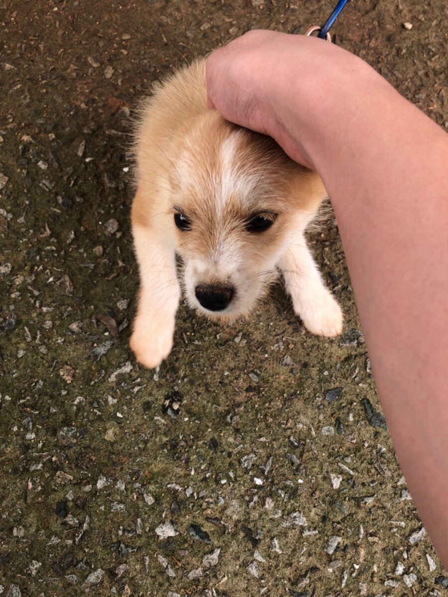 시골 식당에서 강아지를 만남 (귀여워)_2.jpeg