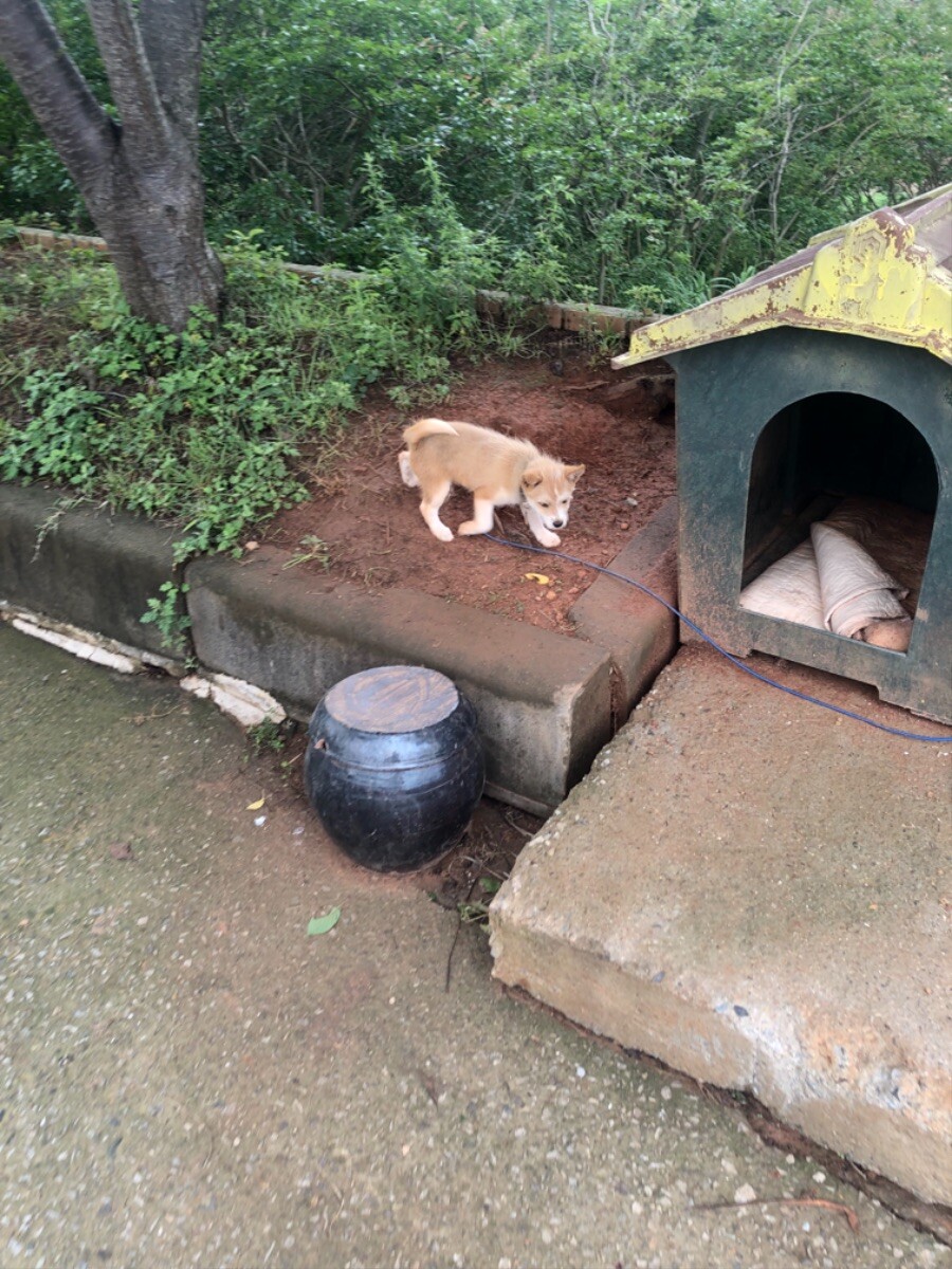 시골 식당에서 강아지를 만남 (귀여워)_6.jpeg