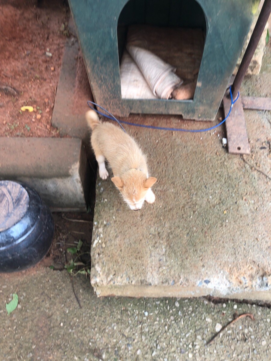 시골 식당에서 강아지를 만남 (귀여워)_8.jpeg