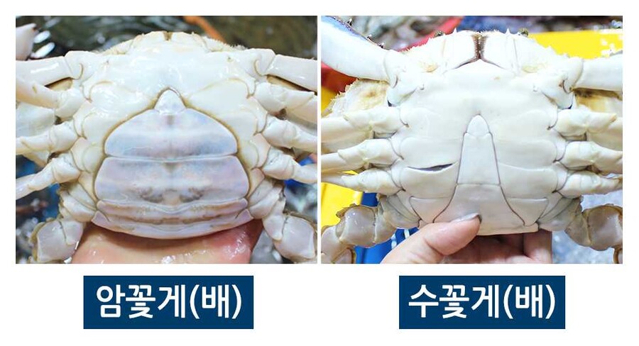 허벌보지=암꽃게, 발기자지=수꽃게_1.jpg