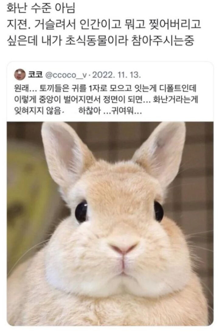 토끼가 진짜 개빡쳤을때 나오는 표정_1.png