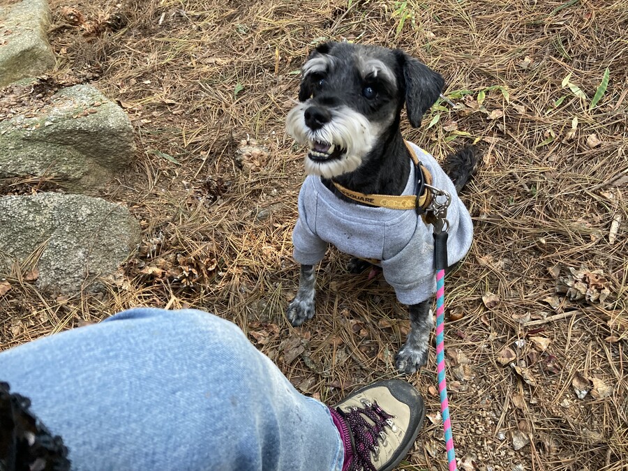 강아지) 노견은 진짜 순식간에 상태 나빠지고 떠나더라_1.jpeg