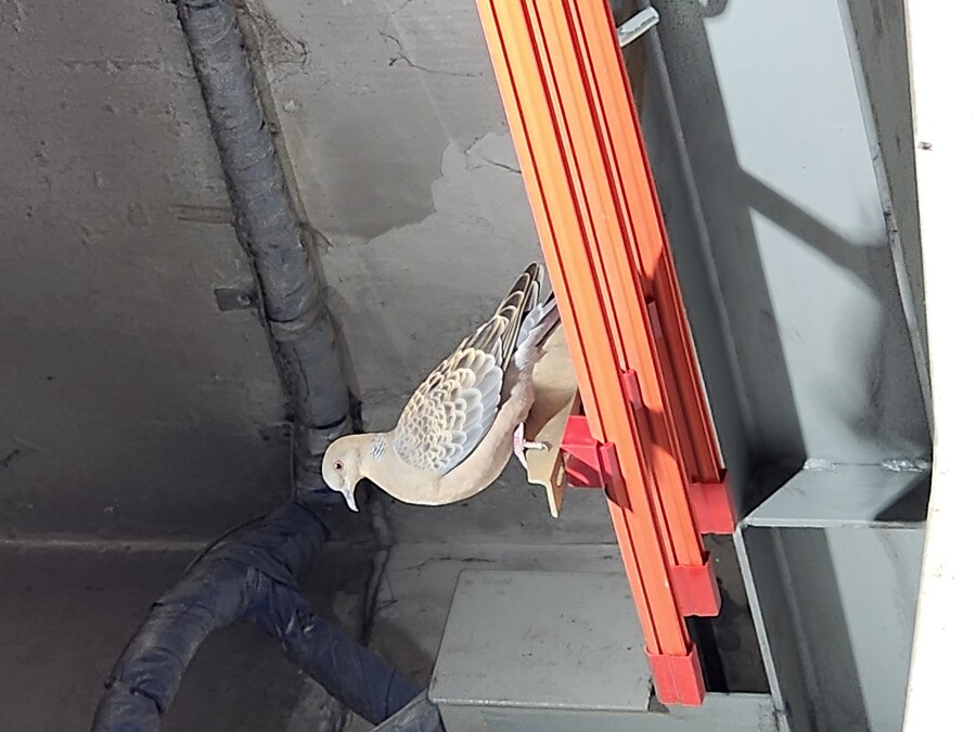 비둘기) 아예 나갈 생각을 안함_1.jpg