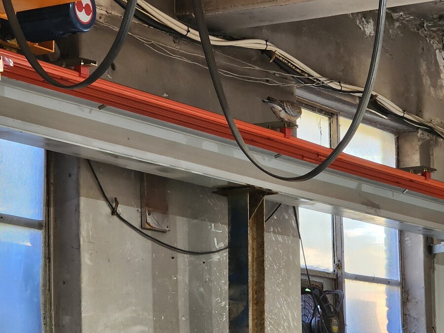 비둘기) 아니 ㅅㅂ 왜 다시 들어왔냐고 ㅠ_2.jpg