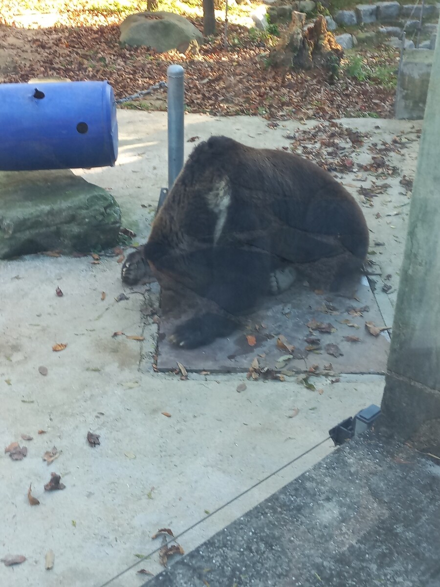 다들! 주토피아 좋아해?_3.jpg